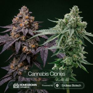 Cannabis Clones