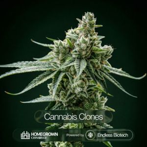 GG4 Cannabis Clones