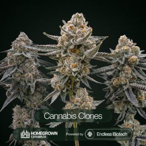 Black Baccara + Killer Cupcake + Sunset Spice Cannabis Clone Bundle