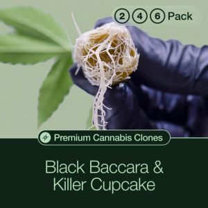 Black Baccara + Killer Cupcake Cannabis Clone Bundle 