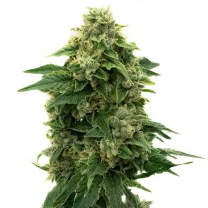 Mazar Autoflower Cannabis Seeds