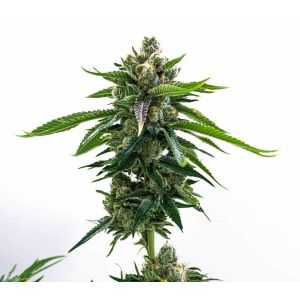 Fruity Pebbles Feminized Cannabis Seeds