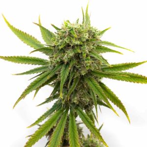 Stardawg Feminized Cannabis Seeds