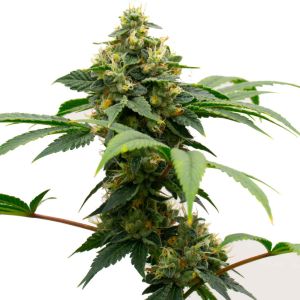Gary Payton Feminized Cannabis Seeds