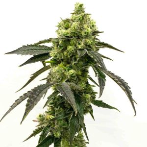 Big Cheese Autoflower Cannabis Seeds