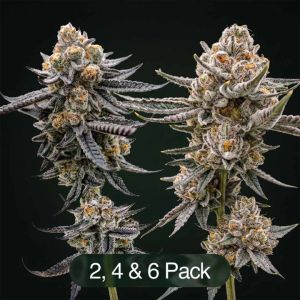 Black Baccara + Sunset Spice Clone Bundle
