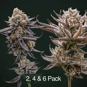 Sunset Spice + Tropic Thunder Funk Clone Bundle
