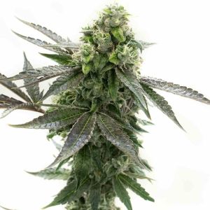Blackberry Kush Feminized Cannabis Seeds