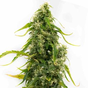 Tangie Feminized Cannabis Seeds