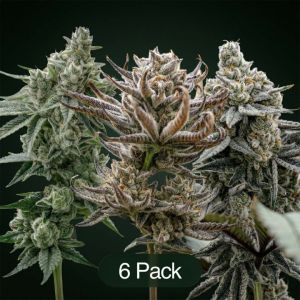 GG4 + Plasma Fruit + Tropic Thunder Funk Clone Bundle