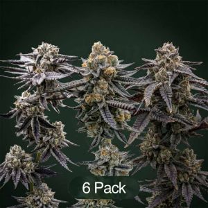 Sunset Spice + Gastronaut + Cherry Apples Clone Bundle