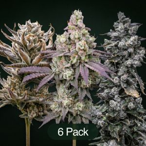 Tropic Thunder Funk + Endless Glue + Daily Grape Clone Bundle