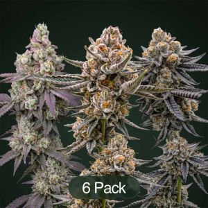 Endless Glue + Black Bacarra + Sunset Spice Clone Bundle