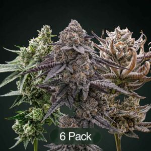 GG4 + Tropic Thunder Funk Clone Bundle