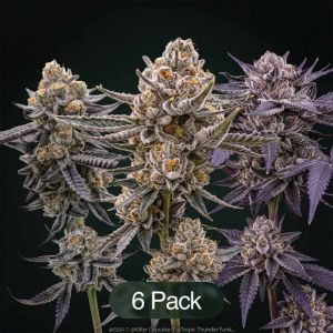Black Baccara + Sunset Spice + Mimosa Clone Bundle
