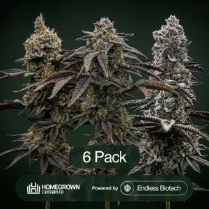 Pablo's Pineapple + Gastronaut + Aloha Sugar Clone Bundle