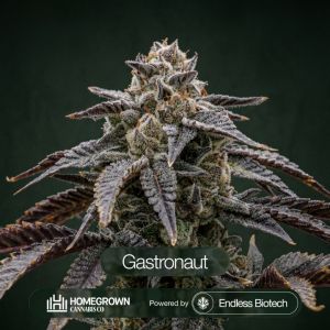 Gastronaut Cannabis Clones