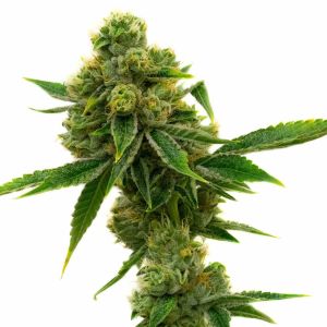Skunk #1 Feminized Cannabis Seeds