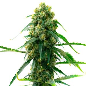 3 Kings Feminized Cannabis Seeds