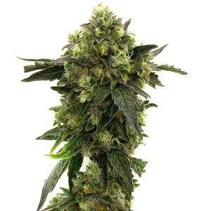 Big Blue Autoflower Cannabis Seeds
