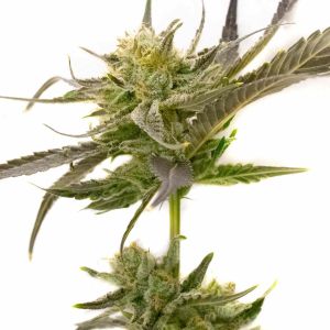 Blue Fruit Autoflower Cannabis Seeds
