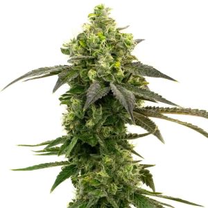 Haze Autoflower Cannabis Seeds