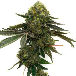 Strawberry Feminized Cannabis Seeds