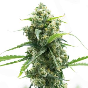 Lemon Diesel Feminized Cannabis Seeds