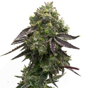 Blue Quartz Feminized Cannabis Seeds