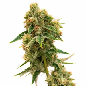 Chocolate Orange Feminized Cannabis Seeds