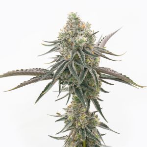 Donny Burger Feminized