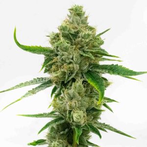 Skunk Autoflower Cannabis Seeds