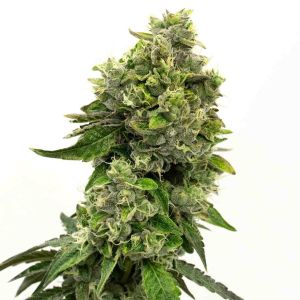 Fire OG Feminized Cannabis Seeds