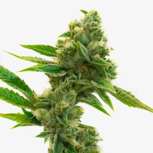 Animal Mints Feminized Cannabis Seeds
