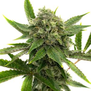 Afghan Feminized Cannabis Seeds