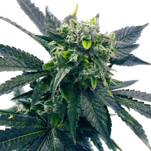 Blue Cookies Feminized Cannabis Seeds