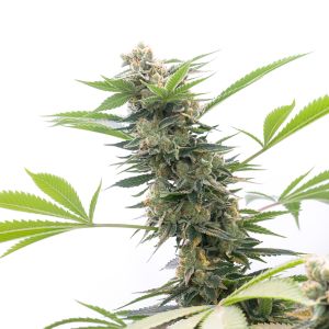 Super Lemon Haze Autoflower Cannabis Seeds