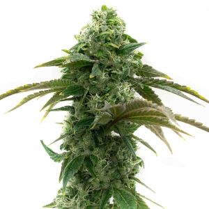 Chocolope Feminized Cannabis Seeds