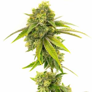 Somango Feminized Cannabis Seeds