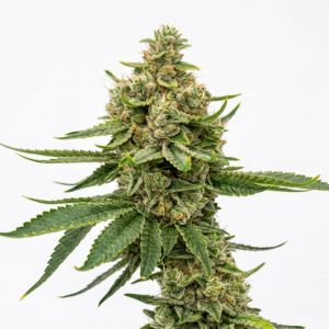 Acapulco Gold Seeds