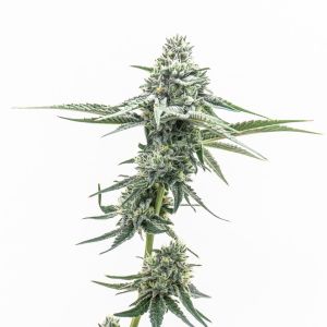 Acapulco Gold Feminized Cannabis Seeds