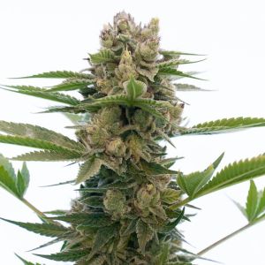 agent orange feminized