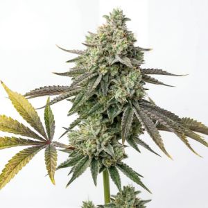 Ape-stronaut Feminized