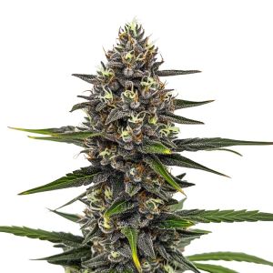 Astro Fizz Feminized Cannabis Seeds