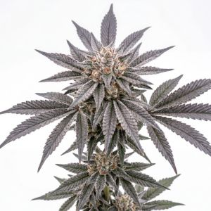 Astro Fizz Feminized