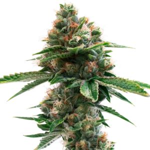 Diamond Pine Feminized Cannabis Seeds