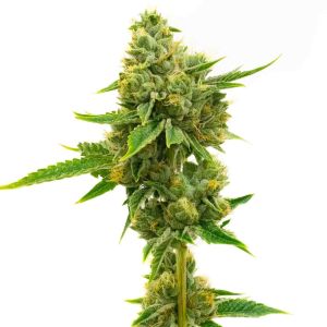 Skunk Feminized Cannabis Seeds