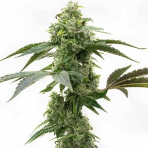 Critical Mass Feminized Cannabis Seeds