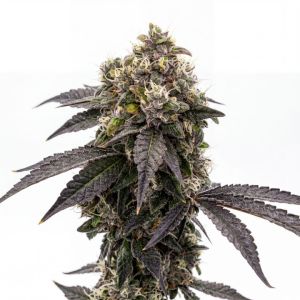Bacio Gelato Seeds