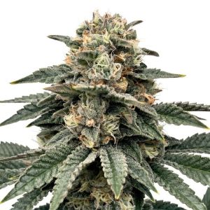 Banana Hammock Seeds